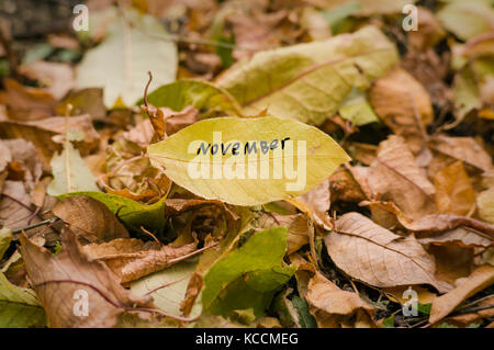 Des feuilles d'automne jaune avec le mot novembre dans les feuilles vertes et jaunes tombé de l'arbre. feuilles sèches sur le sol. l'automne concept. Banque D'Images
