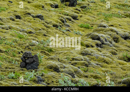 Tapis souple de pierres couvertes de mousse en Islande, en été Banque D'Images