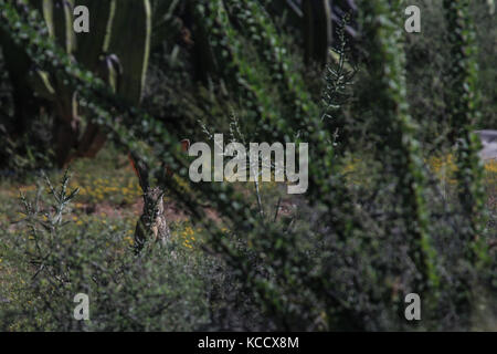 Sahuaros forêt, pitahayas et plusieurs espèces endémiques de la région de cactus dans le désert, à côté de la plage de la Californie dans l'État de Sonora au Mexique. Banque D'Images