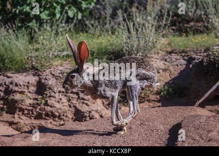 Sahuaros forêt, pitahayas et plusieurs espèces endémiques de la région de cactus dans le désert, à côté de la plage de la Californie dans l'État de Sonora au Mexique. Banque D'Images