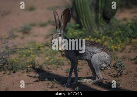 Sahuaros forêt, pitahayas et plusieurs espèces endémiques de la région de cactus dans le désert, à côté de la plage de la Californie dans l'État de Sonora au Mexique. Banque D'Images