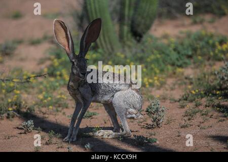 Sahuaros forêt, pitahayas et plusieurs espèces endémiques de la région de cactus dans le désert, à côté de la plage de la Californie dans l'État de Sonora au Mexique. Banque D'Images