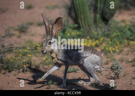 Sahuaros forêt, pitahayas et plusieurs espèces endémiques de la région de cactus dans le désert, à côté de la plage de la Californie dans l'État de Sonora au Mexique. Banque D'Images