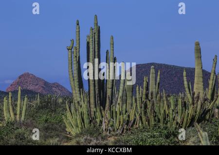 Sahuaros forêt, pitahayas et plusieurs espèces endémiques de la région de cactus dans le désert, à côté de la plage de la Californie dans l'État de Sonora au Mexique. Banque D'Images