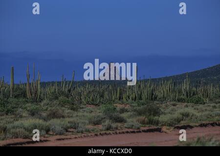 Sahuaros forêt, pitahayas et plusieurs espèces endémiques de la région de cactus dans le désert, à côté de la plage de la Californie dans l'État de Sonora au Mexique. Banque D'Images