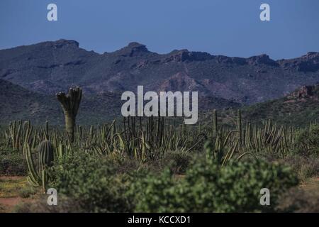 Sahuaros forêt, pitahayas et plusieurs espèces endémiques de la région de cactus dans le désert, à côté de la plage de la Californie dans l'État de Sonora au Mexique. Banque D'Images