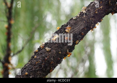 Résine naturelle sécrétée par le pêcher, formant des cristaux semblables à orange sur l'arbre. Connu sous le nom de peach la gomme, il est soupçonné d'avoir des soins médicaux. Banque D'Images