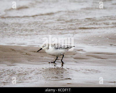 Le petit passage est un petit échassier avec un bec noir fine droit court et moyen-long pattes noires. Banque D'Images