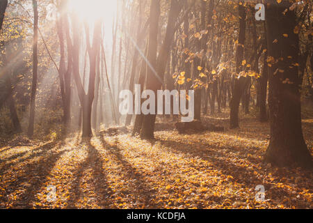 Matin brumeux d'automne Banque D'Images