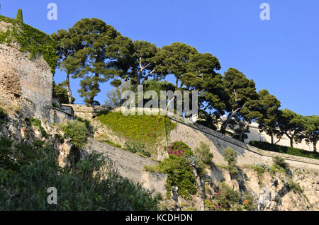 Les pins (Pinus) sur le bord de la vieille ville, monaco Banque D'Images