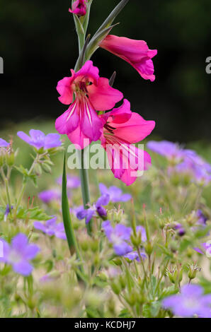 Glaïeul (Gladiolus communis sauvage subsp. byzantinus) Banque D'Images