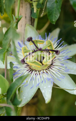 Fleur de la passion (Passiflora) Banque D'Images