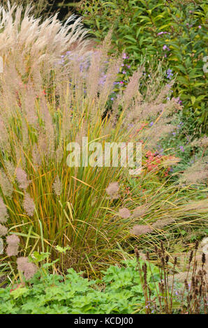 Le roseau en plumes (Calamagrostis arundinacea var. brachytricha syn. Achnatherum brachytricha) Banque D'Images