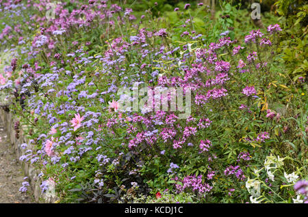 Fleurs araignée (syn. tarenaya cleome), fleurs de soie (ageratum) et dahlia (Dahlia) Banque D'Images