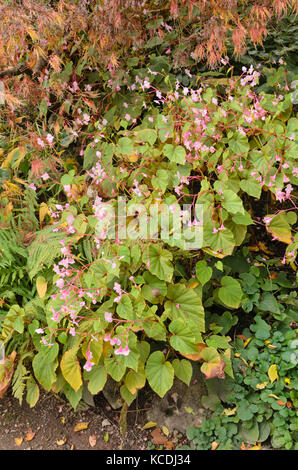 Hardy begonia (Begonia grandis) Banque D'Images