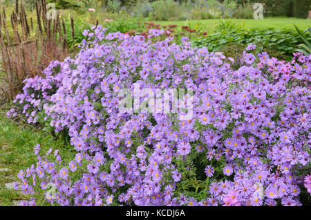 L'aster (aster) dans un jardin d'automne Banque D'Images