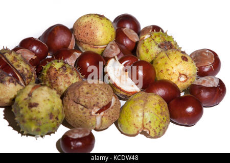 Conkers d'un Marronnier. (Hippocastanaceae Aesculus hippocastanum) photographié dans un studio. Banque D'Images