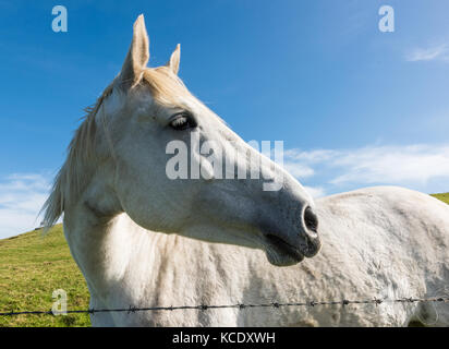 Cheval blanc en haut de liffs de Moher, Irlande Banque D'Images