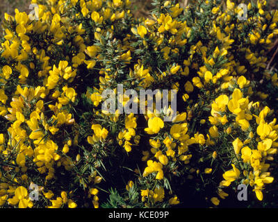 L'ajonc commun (Ulex europaeus) en fleurs en avril sur un sentier à Boscawen-midi ferme près de St Buryan, Land's End, Cornwall, Angleterre Banque D'Images