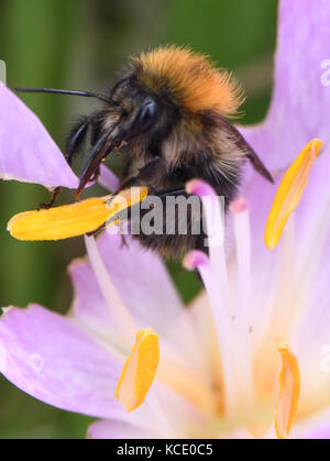 Carde commun bee (Bombus pascuorum) se nourrit d'un purple crocus d'automne, Colchicum, fleur. Bedgebury Forêt, Kent, UK. Banque D'Images