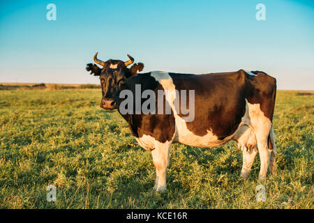 Vache noir et blanc mange de l'herbe en pâturage pâturage vache printemps. sur une pente de montagne verte au printemps dans les montagnes de la Géorgie. Banque D'Images