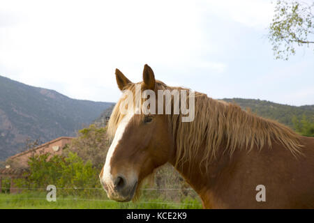 Cheval de la Cerdagne, Pyrénées-Orientales Banque D'Images