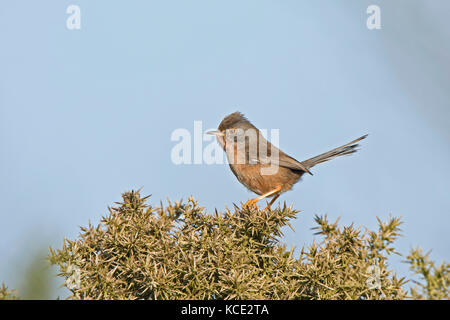 Dartford Warbler Sylvia undata femme Mars North Norfolk Banque D'Images