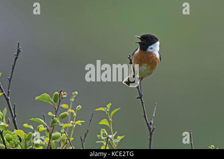 European Stonechat Saxicola rubicola mâle sur l'Ecosse Sutherland territor reproduction Juin Banque D'Images