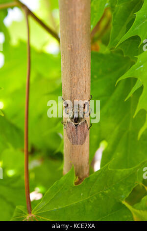 Vue rapprochée de l'insecte ravageur - common cockchafer (melolontha) aussi connu comme un bug ou peut-doodlebug sur Maple Tree branch à l'heure d'été. n Banque D'Images