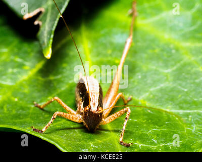 Yersinella raymondi cricket - Italie Banque D'Images