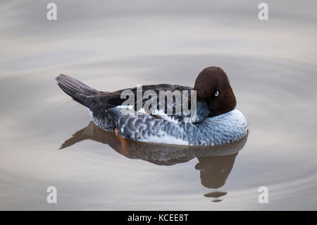 Une femelle adulte Islande (Bucephala clangula) nager sur une piscine d'eau douce à la confiance des milieux humides et de la sauvagine dans la région de Washington, Tyne et Wear. Décembre. Banque D'Images