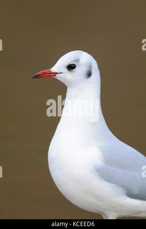 Un close-up d'un adulte Mouette rieuse (Larus ridibundus) en plumage d'hiver à Bridlington, East Yorkshire. Janvier. Banque D'Images