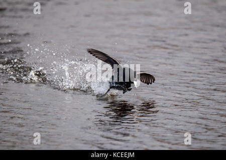 Un adulte Foulque macroule (Fulica atra) en travers de la surface d'un lac dans la poursuite d'un autre oiseau (hors cadre) au Yorkshire Wildlife Trust's Potteric Banque D'Images