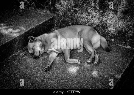 Photo en noir et blanc d'un chien thaïlandais à dormir sous un escalier casting trois Ombres et lumière sur Banque D'Images