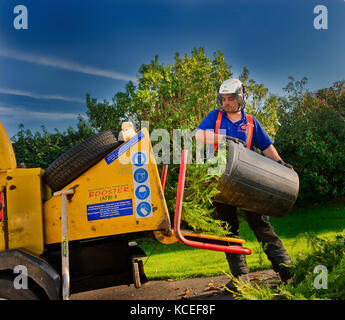 Le chirurgien d'arbre de profession vide un bac de rognures de leylandii dans la machine de paillage motorisée les coupant en petits morceaux Banque D'Images