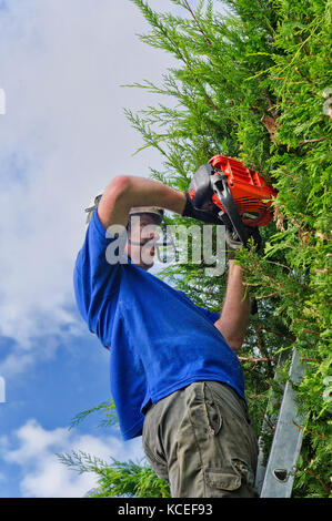 Tree Surgeon professionnel sur une échelle à l'aide de power-haie de couper la végétation leylandii Banque D'Images