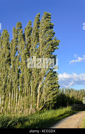 Les peupliers (Populus) en tant que pare-brise, camargue, france Banque D'Images