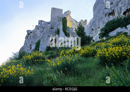 Balai espagnol (genista hispanica), les Baux-de-provence, Provence, France Banque D'Images