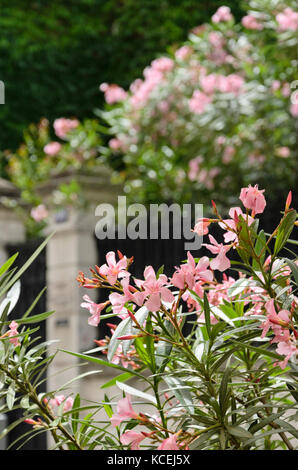 Laurier-rose (Nerium oleander) Banque D'Images