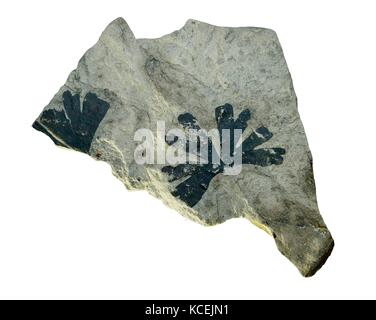 Ginko Biloba fossilisé fossilisé feuille d'arbre fossilisé de l'ère jurassique au Musée du charbon de Chine. Taiyuan ville, Shanxi, Chine Banque D'Images