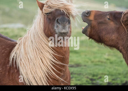 Drôle de cheval - les chevaux islandais jouent à des combats dans les îles Shetland, en Écosse, au Royaume-Uni Banque D'Images