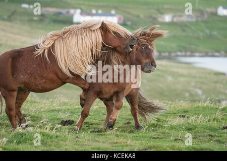 Les chevaux jouent au combat - les chevaux islandais jouent au combat dans les îles Shetland, en Écosse, au Royaume-Uni Banque D'Images