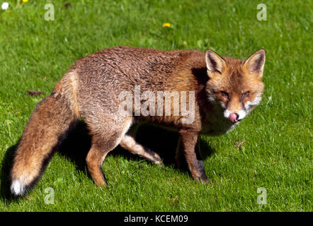 Close-up d'une grande femelle red fox (Vulpes vulpes) capturés dans mes voisins à l'aide d'un jardin à l'arrière 400mm téléobjectif. Banque D'Images