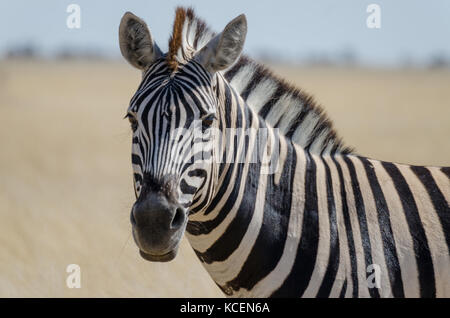 Close-up portrait of burchell zebra en face de Yellow Grass, Etosha National Park, Namibie, Afrique du Sud Banque D'Images