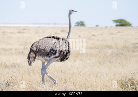 Photo en gros plan de belles balades d'oiseaux autruche femelle dans l'herbe sèche, Etosha National Park, Namibie, Afrique Banque D'Images