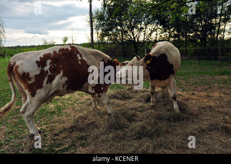 Deux vaches au pâturage des combats de jeu Banque D'Images