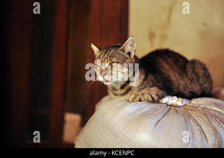 Chat dormant sur un sac de farine Banque D'Images