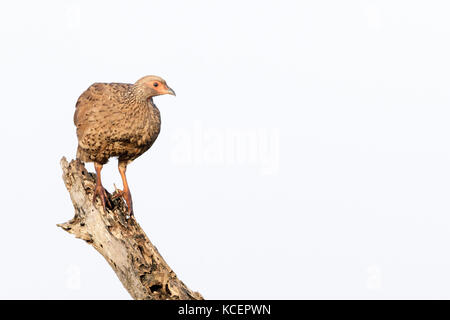 Natal francolin francolin à bec rouge ou natal (pternistis natalensis) sur souche d'arbre, Kruger National Park, Afrique du Sud Banque D'Images