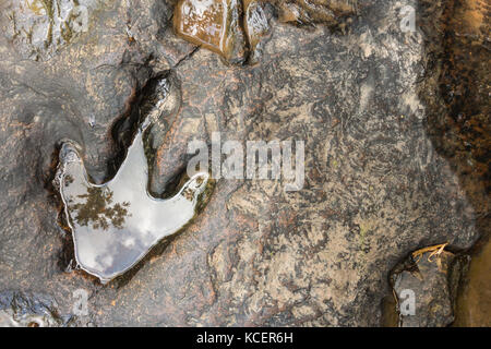 Empreinte de dinosaure ( Carnotaurus ) sur terre près du ruisseau au parc forestier national de Phu Faek , Kalasini , Thaïlande . De l'eau y est consignée . Banque D'Images