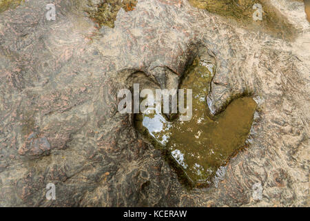 Empreinte de dinosaure ( Carnotaurus ) sur terre près du ruisseau au parc forestier national de Phu Faek , Kalasini , Thaïlande . De l'eau y est consignée . Banque D'Images